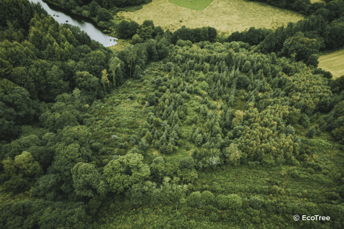 ATMI se compromete con los bosques junto a EcoTree